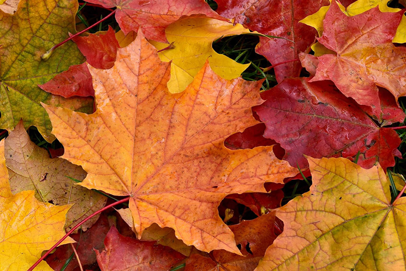 Fall Leaves