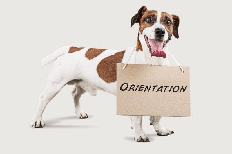 Dog Orientation