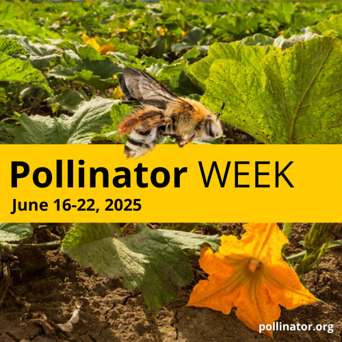Pollinator Week Logo 2025 Social Media Post 2025 02 18 194615 Edfc
